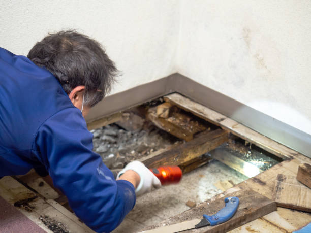 Best Affordable Mold Removal  in Eureka, MT